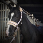 Eskadron / Chocochip-Offwhite-Powderrose-Midgreen-Navy-Pepperred-White