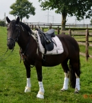 Eskadron / Chocochip-Offwhite-Powderrose-Midgreen-Navy-Pepperred-White