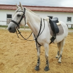 Eskadron / Chocochip-Offwhite-Powderrose-Midgreen-Navy-Pepperred-White