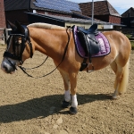 Eskadron / NG Inkblue-Smokingpurple-Spearmint-White