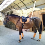 Eskadron /  Brown-Coolgrey-Navy-Papaya-Skyblue