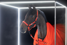 Eskadron / Dynamic Black-Deep Green-Poppy Red-White