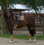 Eskadron / Deepblue-Nougat-Marzipan-Creme