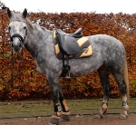 Eskadron / Beluga-Castor-Flax-Lind