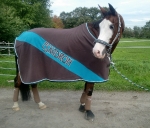 Eskadron / Choco-Petrol-Marone-Creme