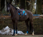 Eskadron / Choco-Petrol-Marone-Creme