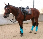 Eskadron / Choco-Petrol-Marone-Creme