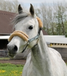 Eskadron / Choco-Petrol-Marone-Creme