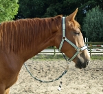 Eskadron / Navy-Green-Grey-White-Lightblue