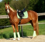 Eskadron / Navy-Green-Grey-White-Lightblue