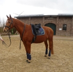 Eskadron / Navy-Green-Grey-White-Lightblue