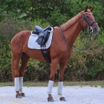 Eskadron / Navy-Green-Grey-White-Lightblue