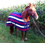 Eskadron / Navy-Burgundy-Bronze-White