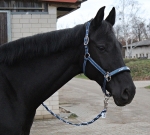 Eskadron / NG Petrol-Anthrazit-Raspberry-White