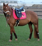 Eskadron / Nici Fuchsia-Braun-Creme