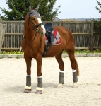 Eskadron / Taupe-Walnut-Winterred-Sahara-Carbon-White