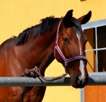 Eskadron / Blackberry-Ocean-Ice-Mauve-Grey-Black-White