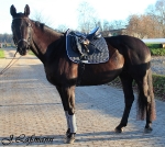 Eskadron / Blackberry-Ocean-Ice-Mauve-Grey-Black-White