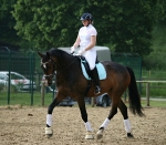 Eskadron / Capri-Darknougat-Iceblue-Lightnougat-Navy-White