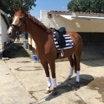 Eskadron / Capri-Darknougat-Iceblue-Lightnougat-Navy-White