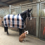 Eskadron / Capri-Darknougat-Iceblue-Lightnougat-Navy-White