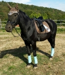 Eskadron / Capri-Darknougat-Iceblue-Lightnougat-Navy-White