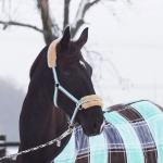 Eskadron / Capri-Darknougat-Iceblue-Lightnougat-Navy-White