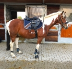 Eskadron / Capri-Darknougat-Iceblue-Lightnougat-Navy-White