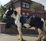 Eskadron / NG Navy-Dark Lime-Deep Pink-Grey-White