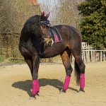 Eskadron / NG Berry-Royalblue-Darkbasalt-Cloudgrey-White