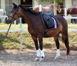 Eskadron / Darkred-Petrol-Vanilla-Walnut-Black-White
