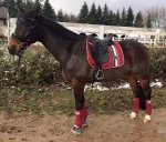 Eskadron / Darkred-Petrol-Vanilla-Walnut-Black-White