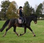 Eskadron / Darkred-Petrol-Vanilla-Walnut-Black-White