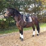 Eskadron / Darkred-Petrol-Vanilla-Walnut-Black-White