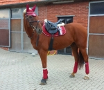 Eskadron / Darkred-Petrol-Vanilla-Walnut-Black-White