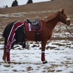 Eskadron / Darkred-Petrol-Vanilla-Walnut-Black-White