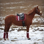 Eskadron / Darkred-Petrol-Vanilla-Walnut-Black-White