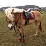 Eskadron / Darkred-Petrol-Vanilla-Walnut-Black-White