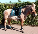 Eskadron / Darkred-Petrol-Vanilla-Walnut-Black-White