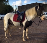 Eskadron / Darkred-Petrol-Vanilla-Walnut-Black-White