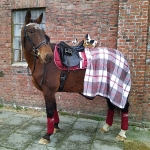 Eskadron / Darkred-Petrol-Vanilla-Walnut-Black-White