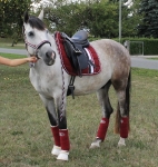 Eskadron / Darkred-Petrol-Vanilla-Walnut-Black-White