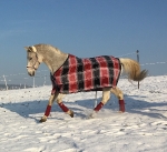 Eskadron / Darkred-Petrol-Vanilla-Walnut-Black-White