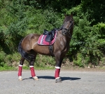 Eskadron / Iceblue-Insigniablue-Lime-Sangria-Taupe (Melange)-White