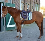 Eskadron / Iceblue-Insigniablue-Lime-Sangria-Taupe (Melange)-White