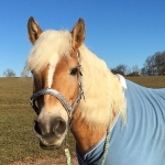 Eskadron / Nici Koala Grey-Lemon-Light Purple-Mid Blue-Pistachio