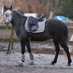 Eskadron / Nici Koala Grey-Lemon-Light Purple-Mid Blue-Pistachio