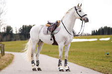 Eskadron / Nici Koala Grey - Lemon - Light Purple - Mid Blue - Pistachio