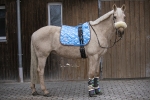 Eskadron / Young Star Kiwi Green-Koala Grey-Peacok Blue-Rainbow-Sweet Berry