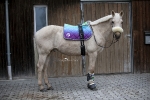 Eskadron / Young Star Kiwi Green-Koala Grey-Peacok Blue-Rainbow-Sweet Berry